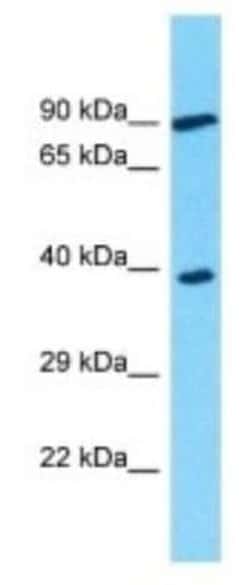 OR3A2 Rabbit anti-Human, Polyclonal, Novus Biologicals:Antibodies:Primary